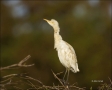 Cattle-Egret;Egret;Bubulcus-ibis;avifauna;feathered;feathers;wilderness;perch;pe